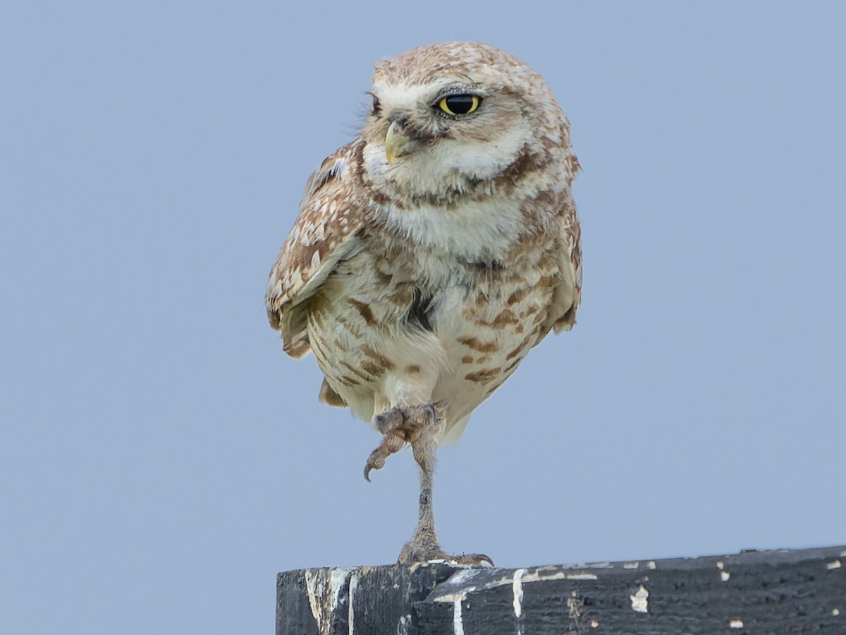 Burrowing Owl - Grant Price