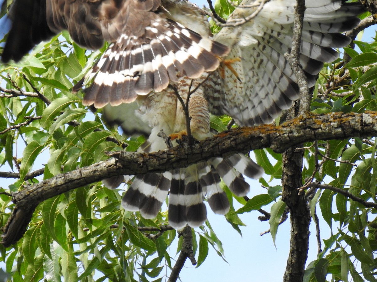 Broad-winged Hawk - Randy James