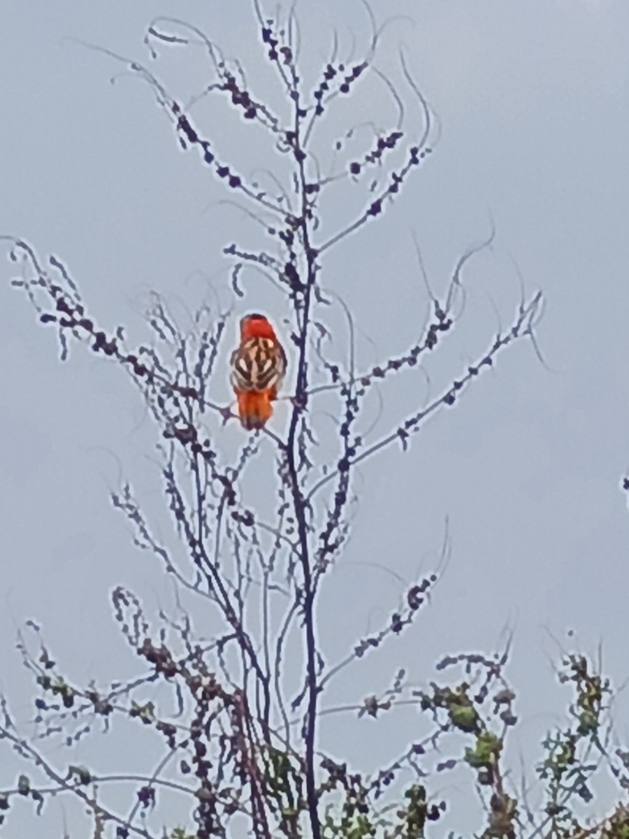 Northern Red Bishop - ML591449401