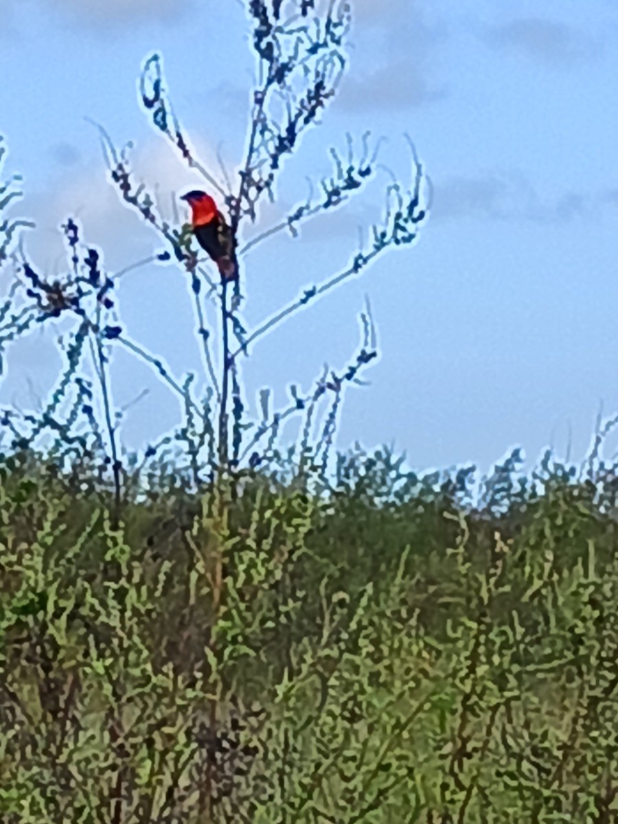 Northern Red Bishop - ML591449411