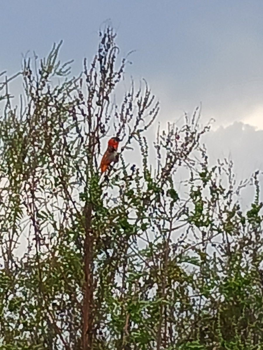 Northern Red Bishop - ML591449471