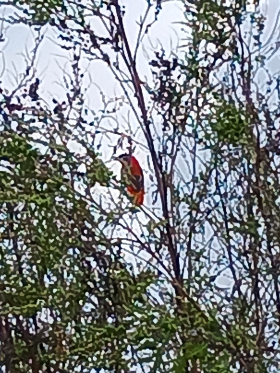 Northern Red Bishop - ML591449501