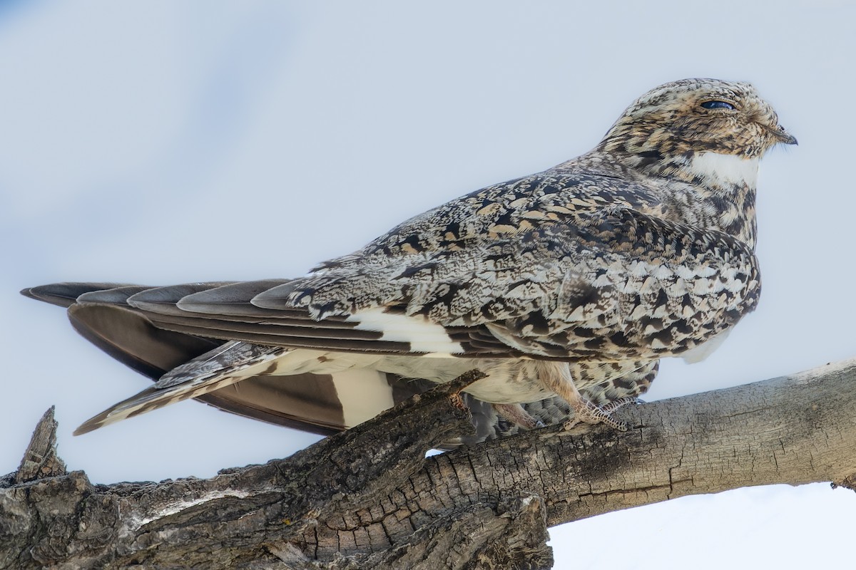 Common Nighthawk - ML591450721