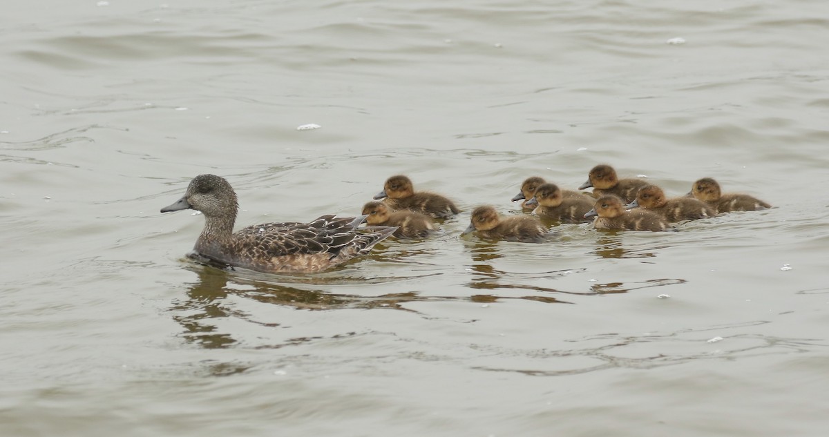 American Wigeon - ML591450881