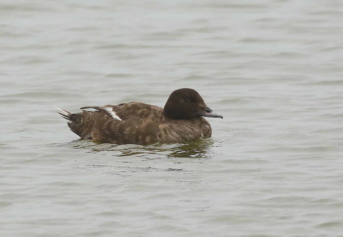 White-winged Scoter - Denise  McIsaac