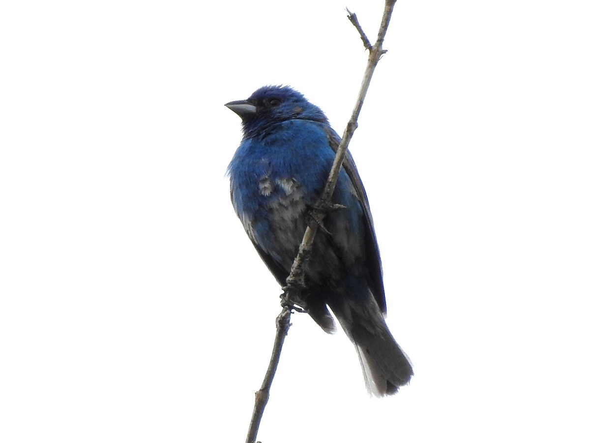 Indigo Bunting - ML591452091