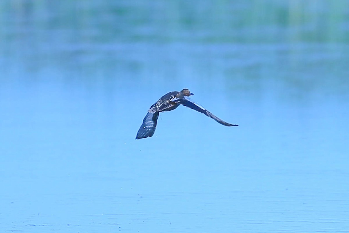 Cinnamon Teal - Thomas Cooper