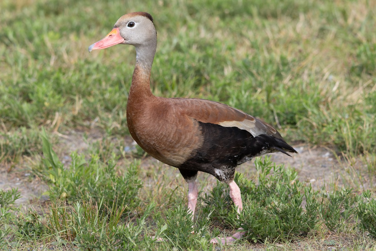 husička černobřichá - ML591453191