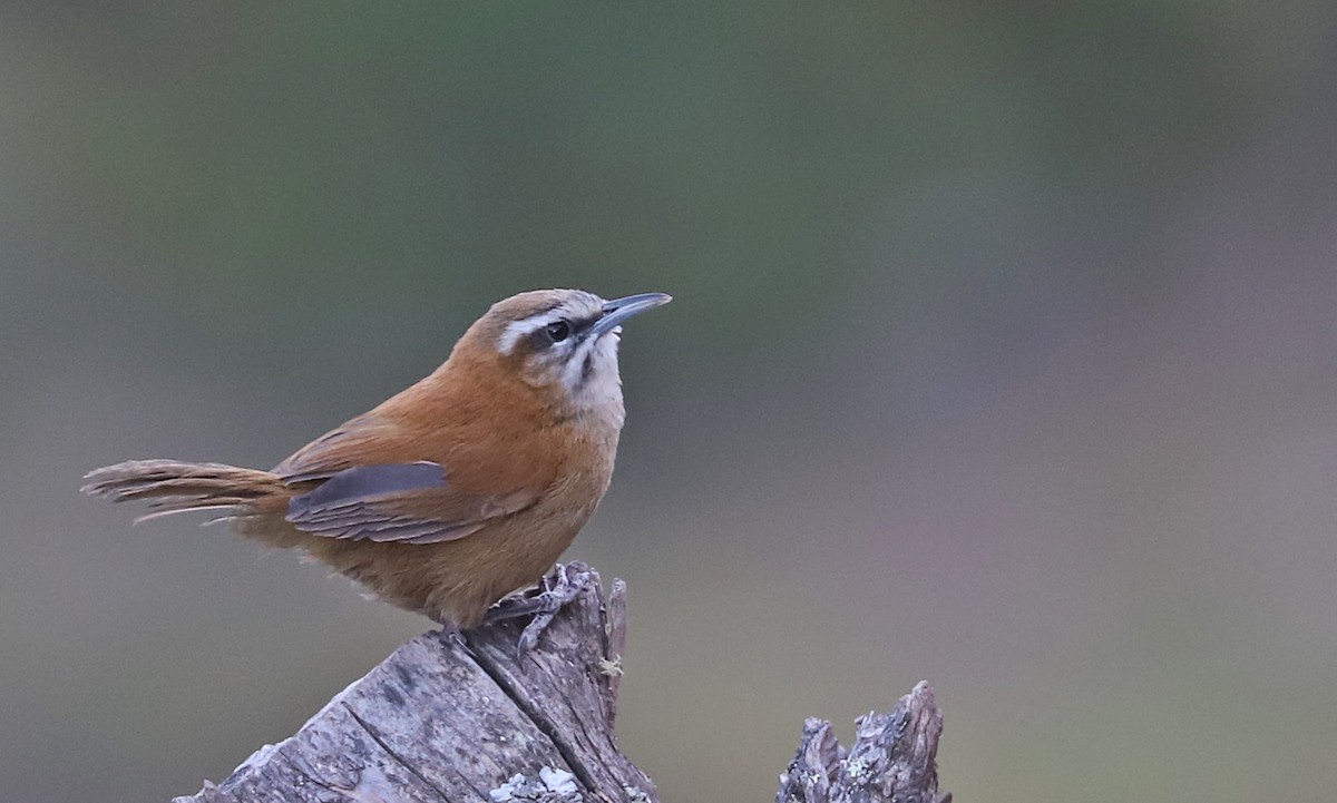 Mantaro Wren (undescribed form) - ML591453751