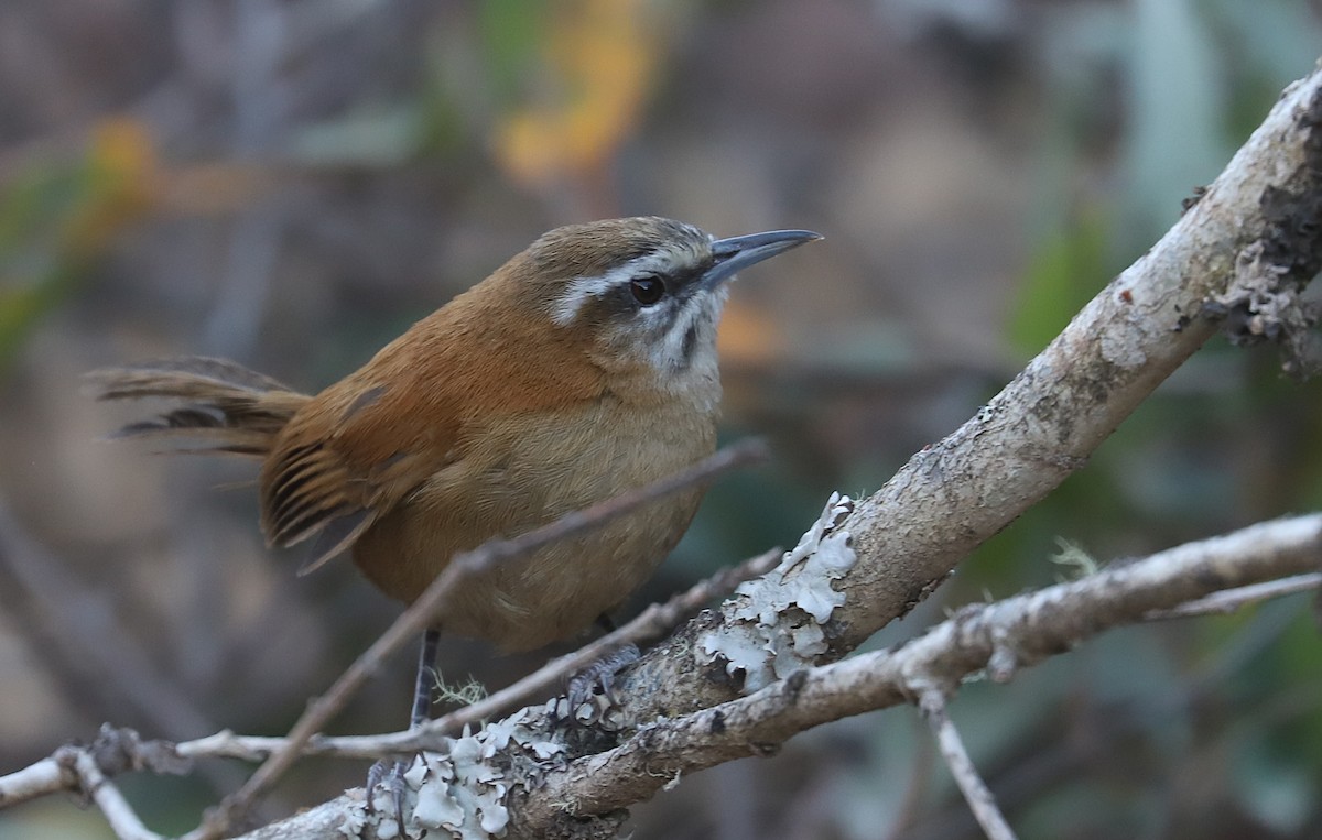 Mantaro Wren (undescribed form) - ML591453781