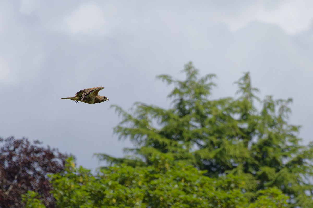 Common Buzzard - ML591454701