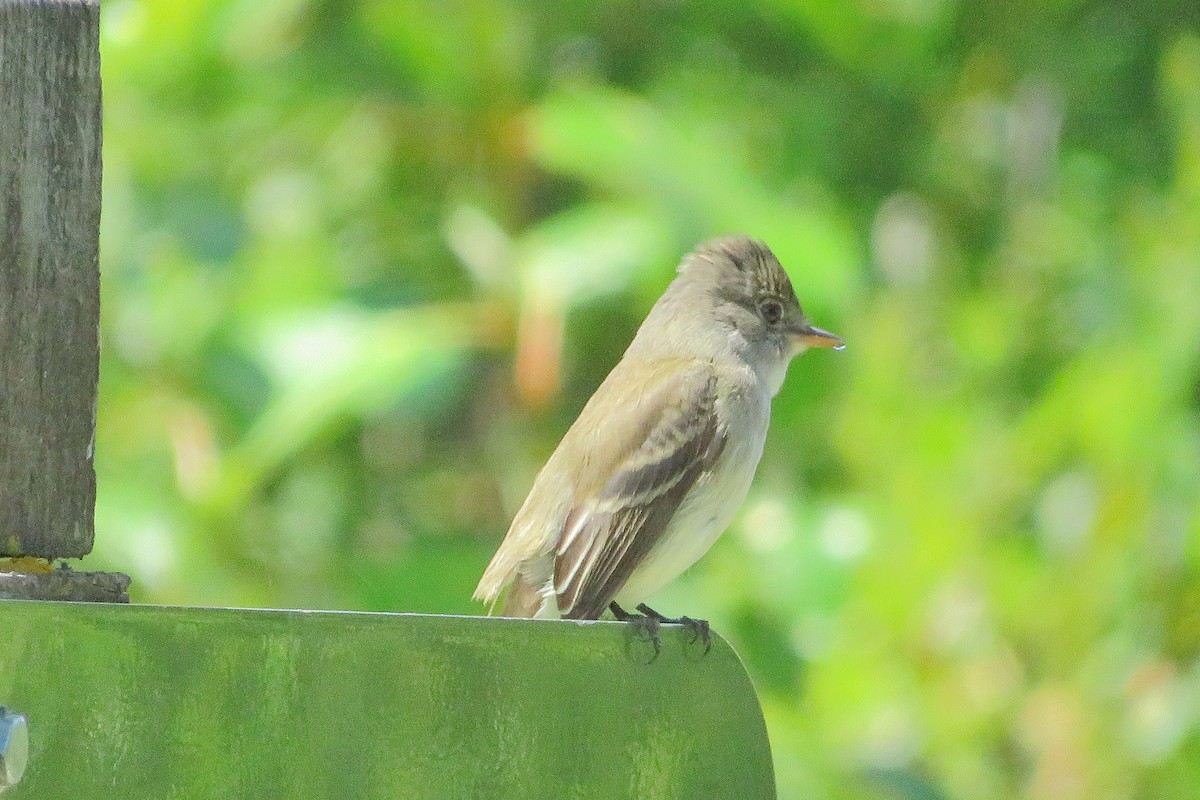 Eastern Phoebe - ML591455001