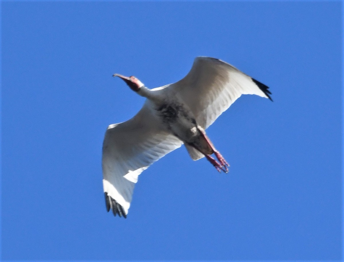 White Ibis - ML591455021