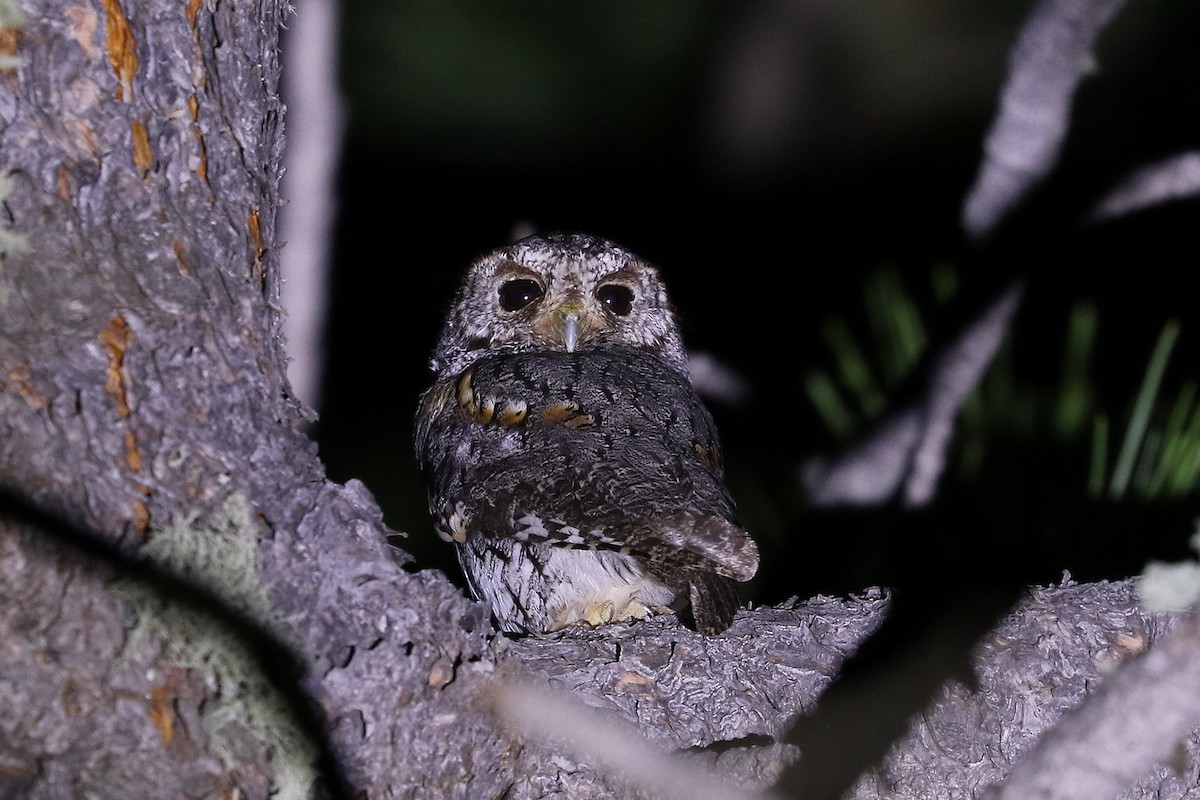 Flammulated Owl - ML591455431