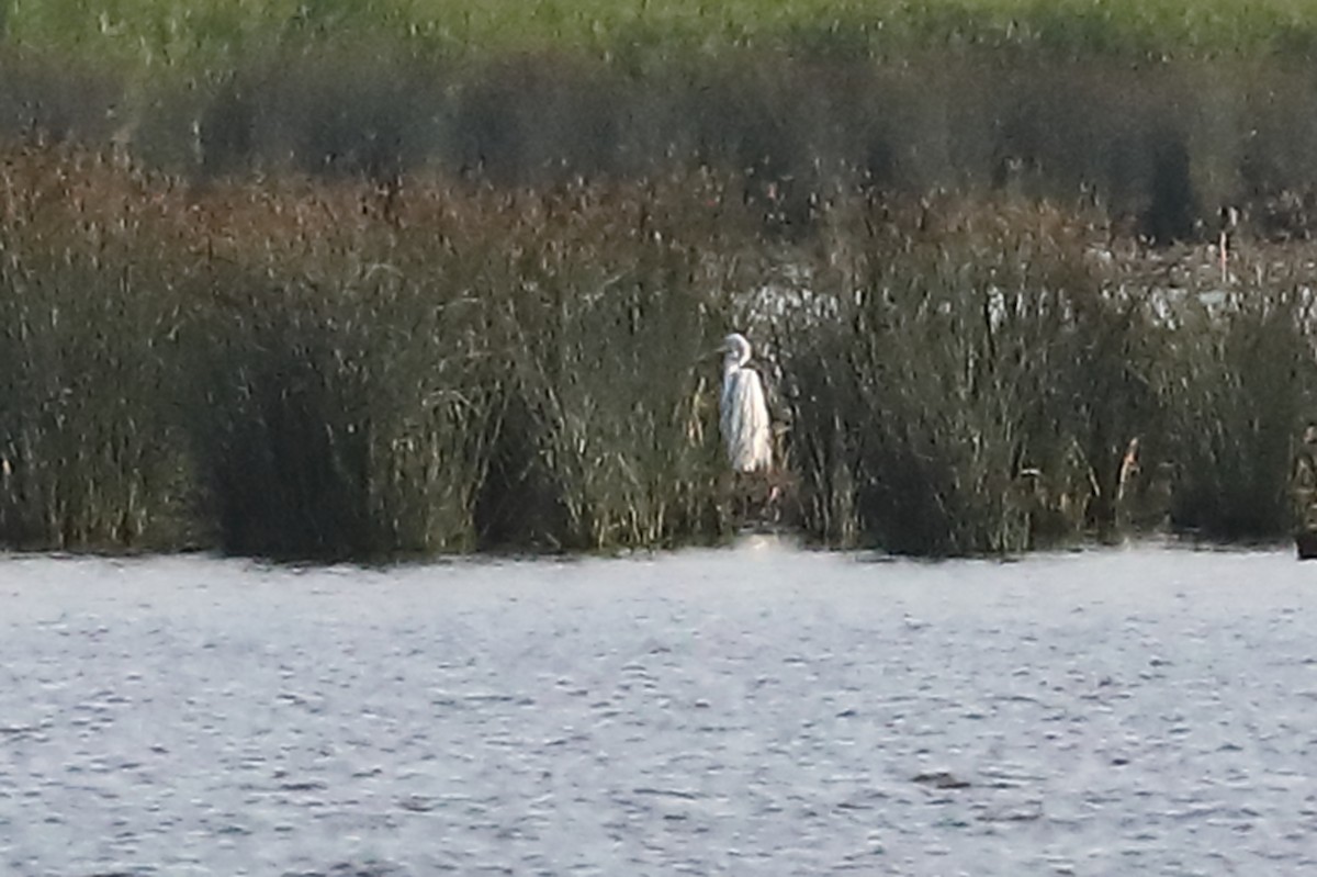 Great Egret - ML591455481