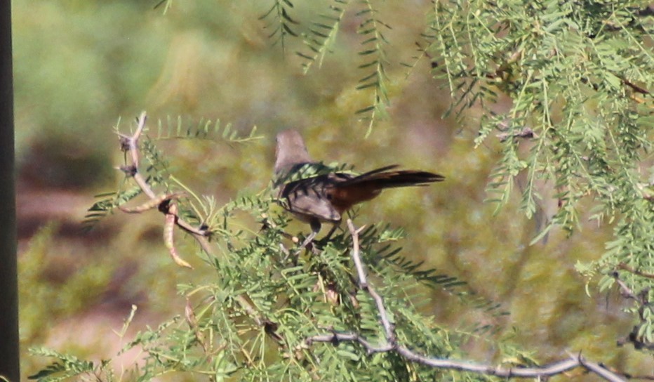 Crissal Thrasher - ML591455791