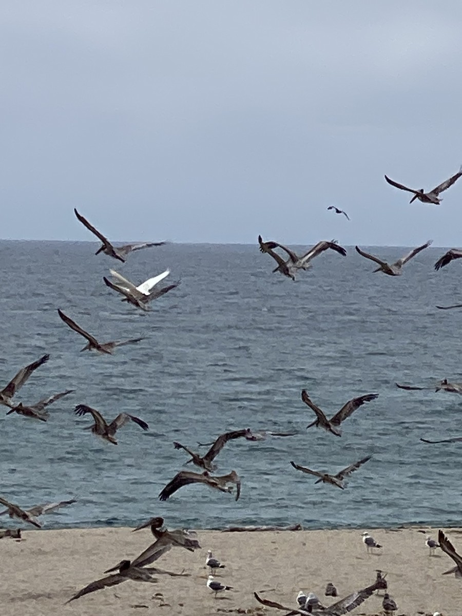Tundra Swan - ML591456071