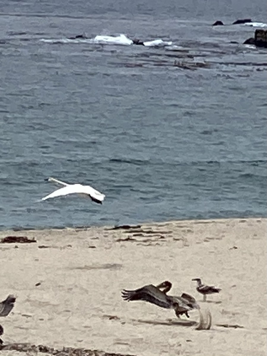 Tundra Swan - ML591456081