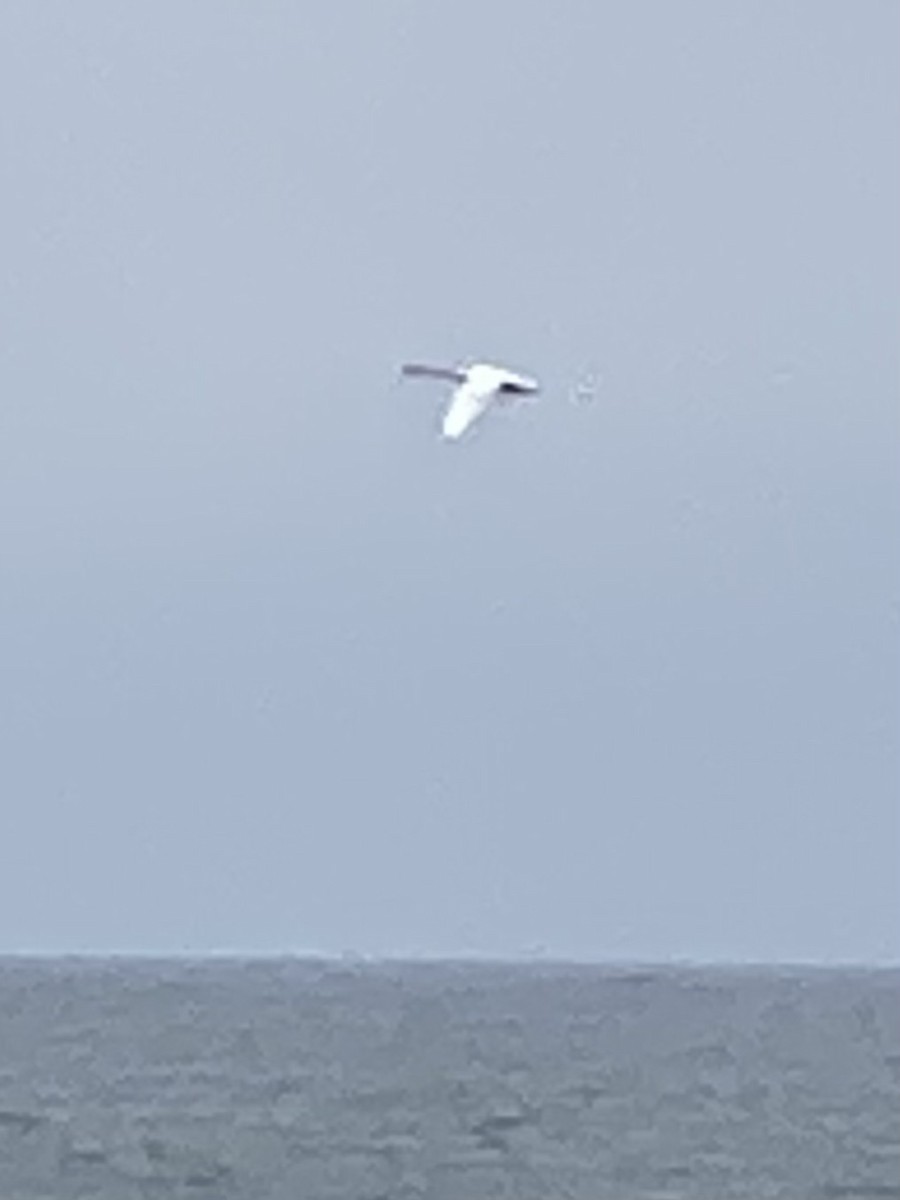 Tundra Swan - ML591456091