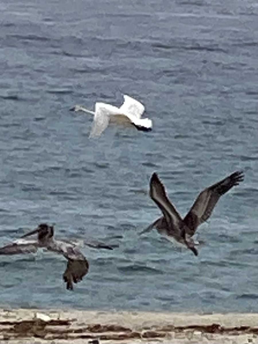 Tundra Swan - ML591456101