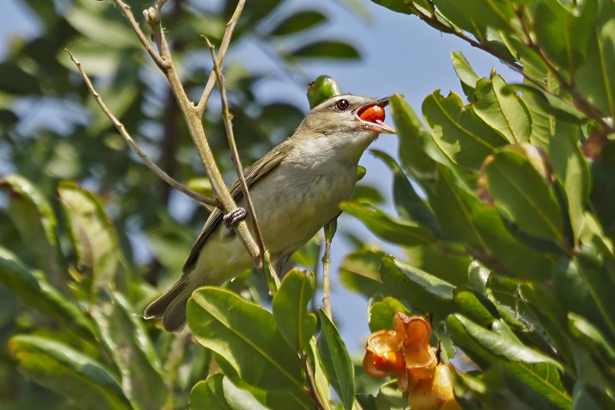 Red-eyed Vireo - Dan Pierce