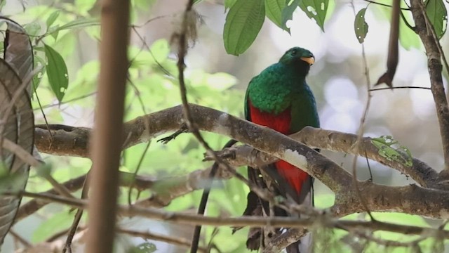 White-tipped Quetzal - ML591456891