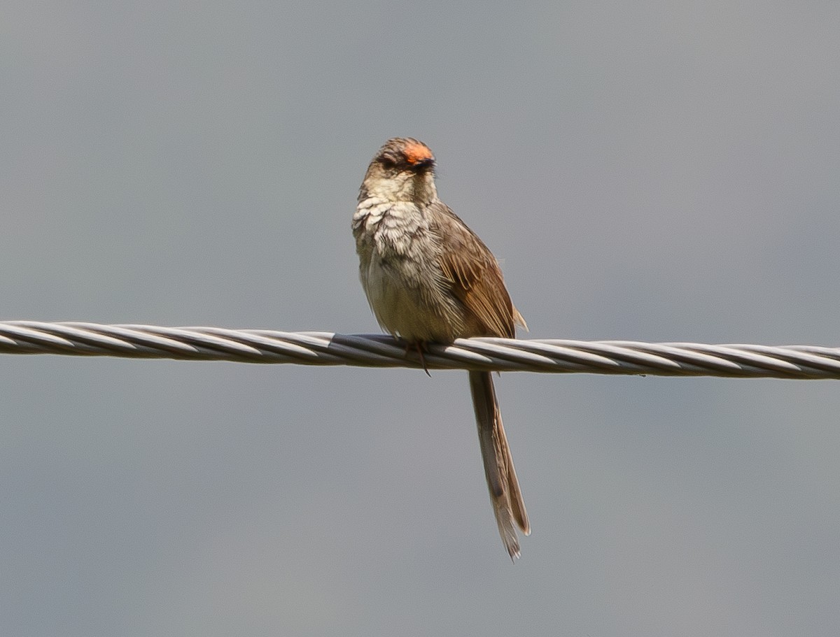 Gray-breasted Prinia - ML591456911