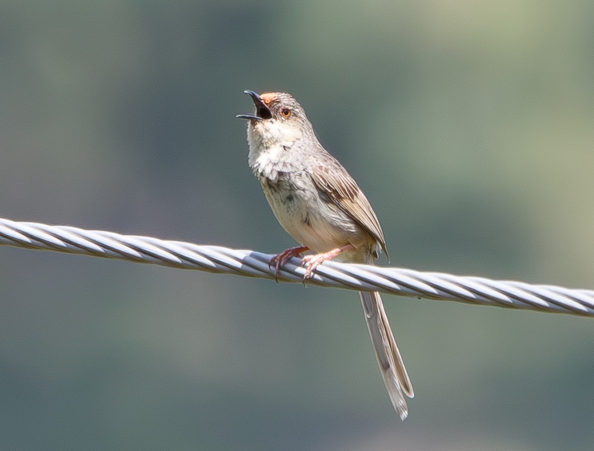 Gray-breasted Prinia - ML591456921