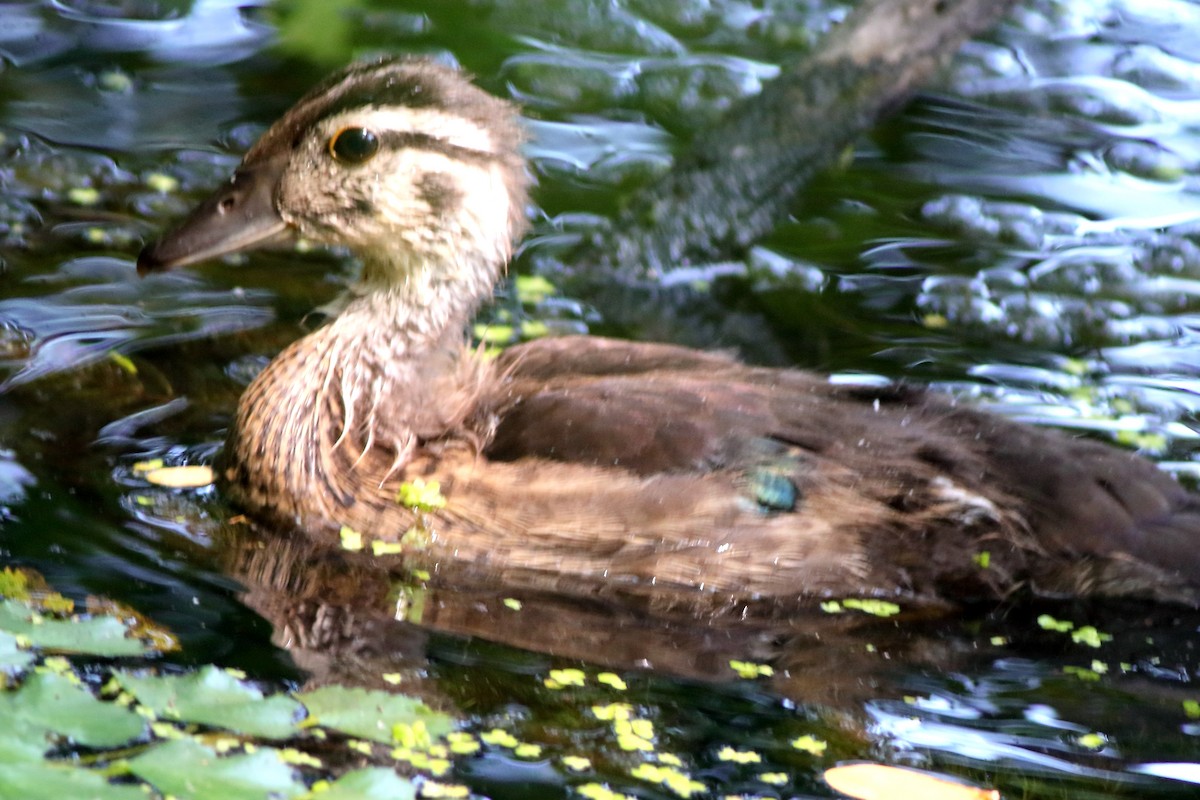 Wood Duck - ML591458401