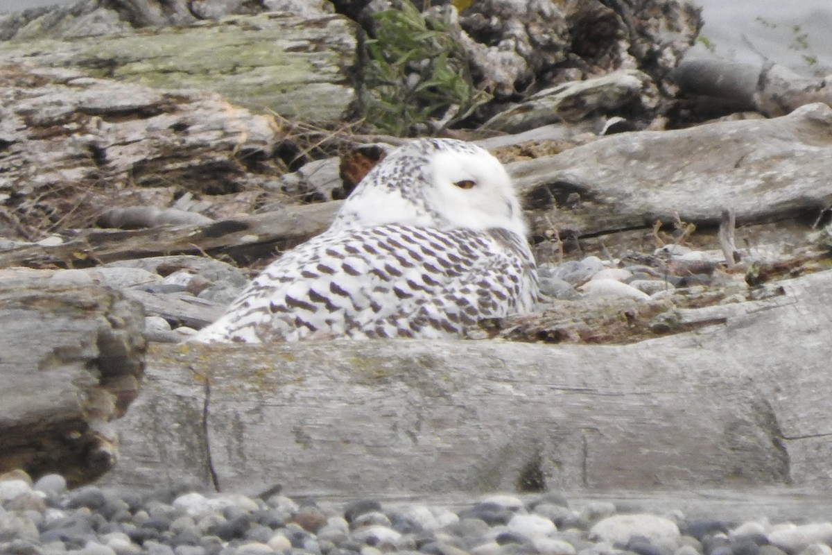 Snowy Owl - ML591458781