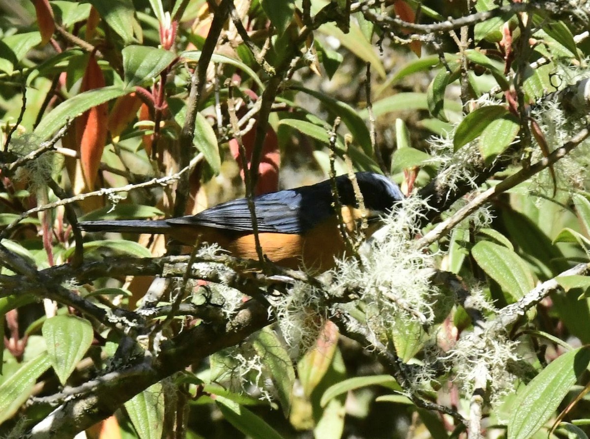Chestnut-bellied Mountain Tanager - ML591458891