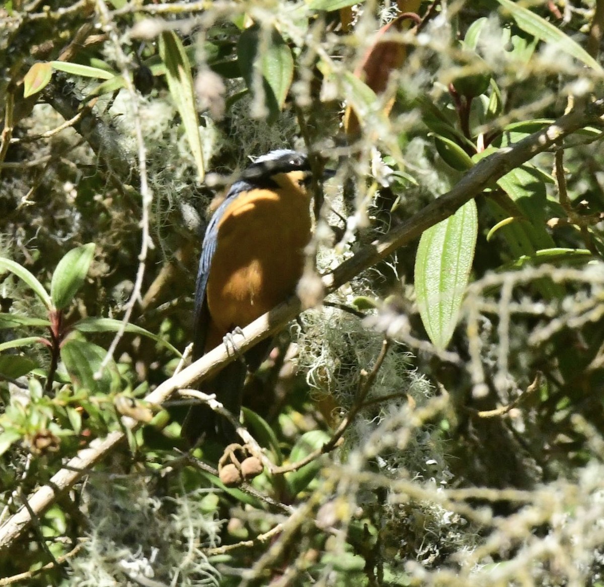 Chestnut-bellied Mountain Tanager - ML591458981
