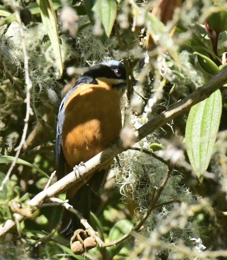 Chestnut-bellied Mountain Tanager - ML591459051