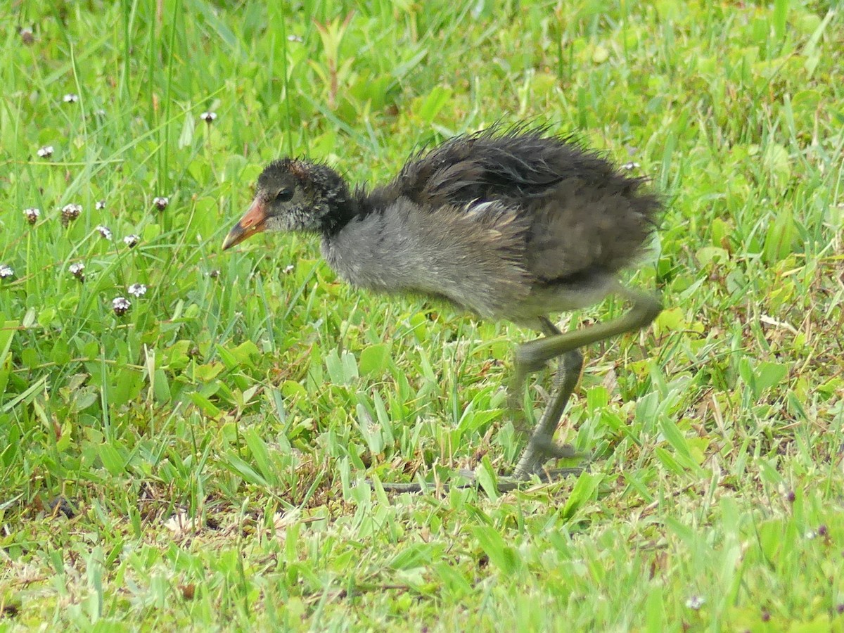 Common Gallinule - Betty Holcomb