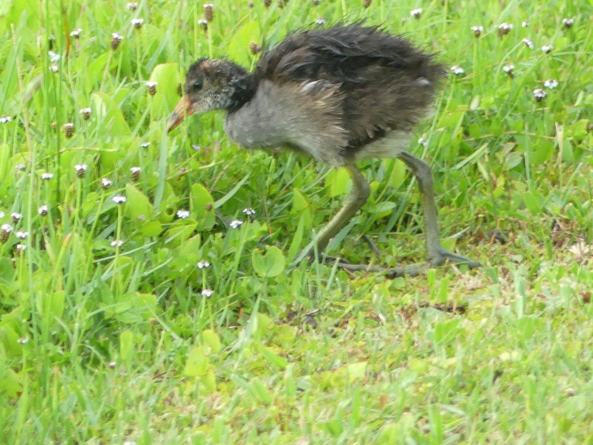 Common Gallinule - Betty Holcomb