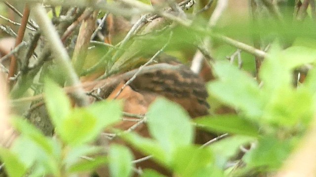 Virginia Rail (Virginia) - ML591459981