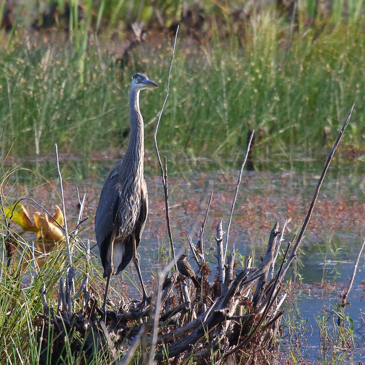 Great Blue Heron - ML591460531