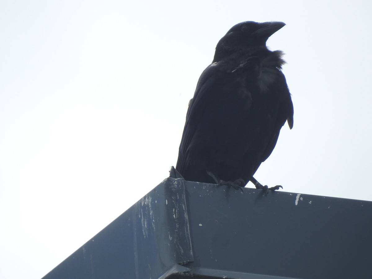 American Crow - ML591461111