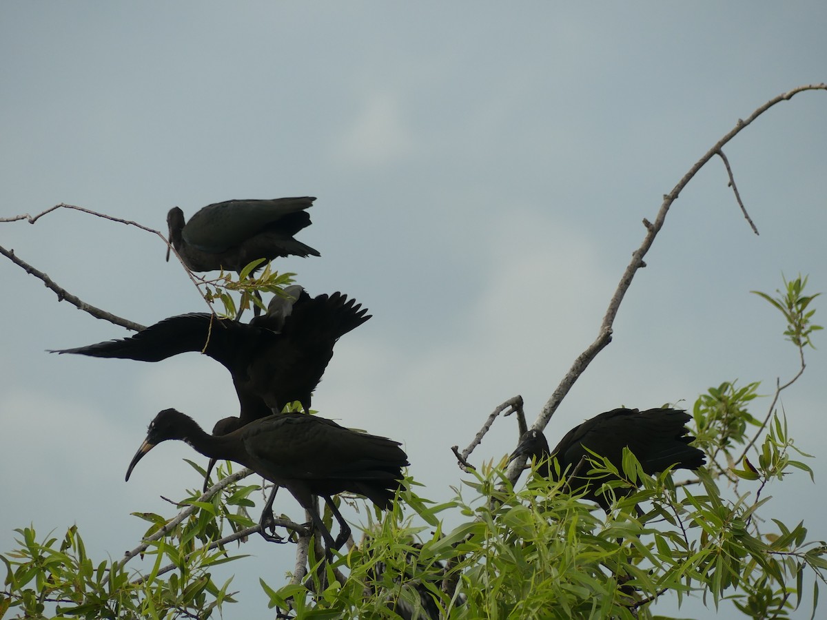 ibis hnědý - ML591461771