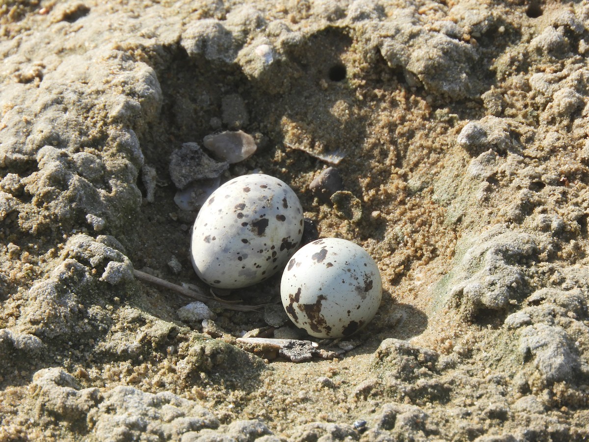 Least Tern - ML591462241