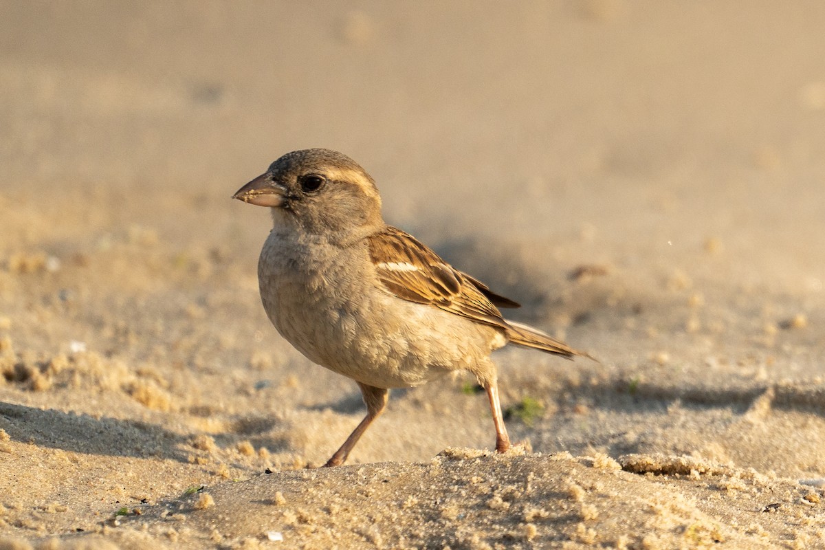 House Sparrow - ML591463341