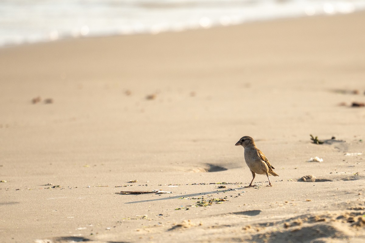 Moineau domestique - ML591463351