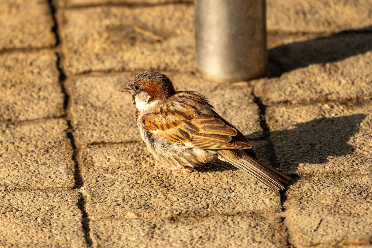 Moineau domestique - ML591463361