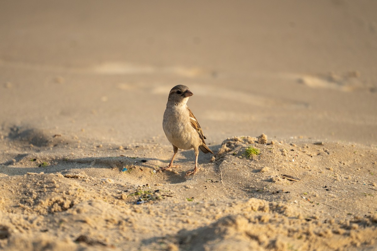 House Sparrow - ML591463371