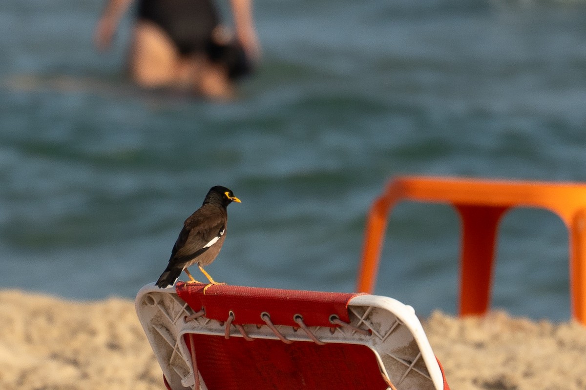 Common Myna - ML591463381