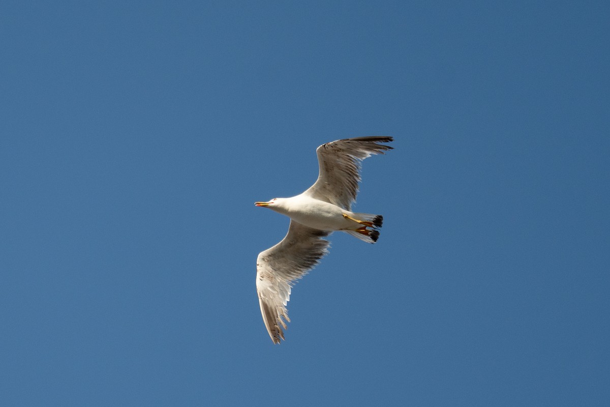 Gaviota Patiamarilla - ML591463421