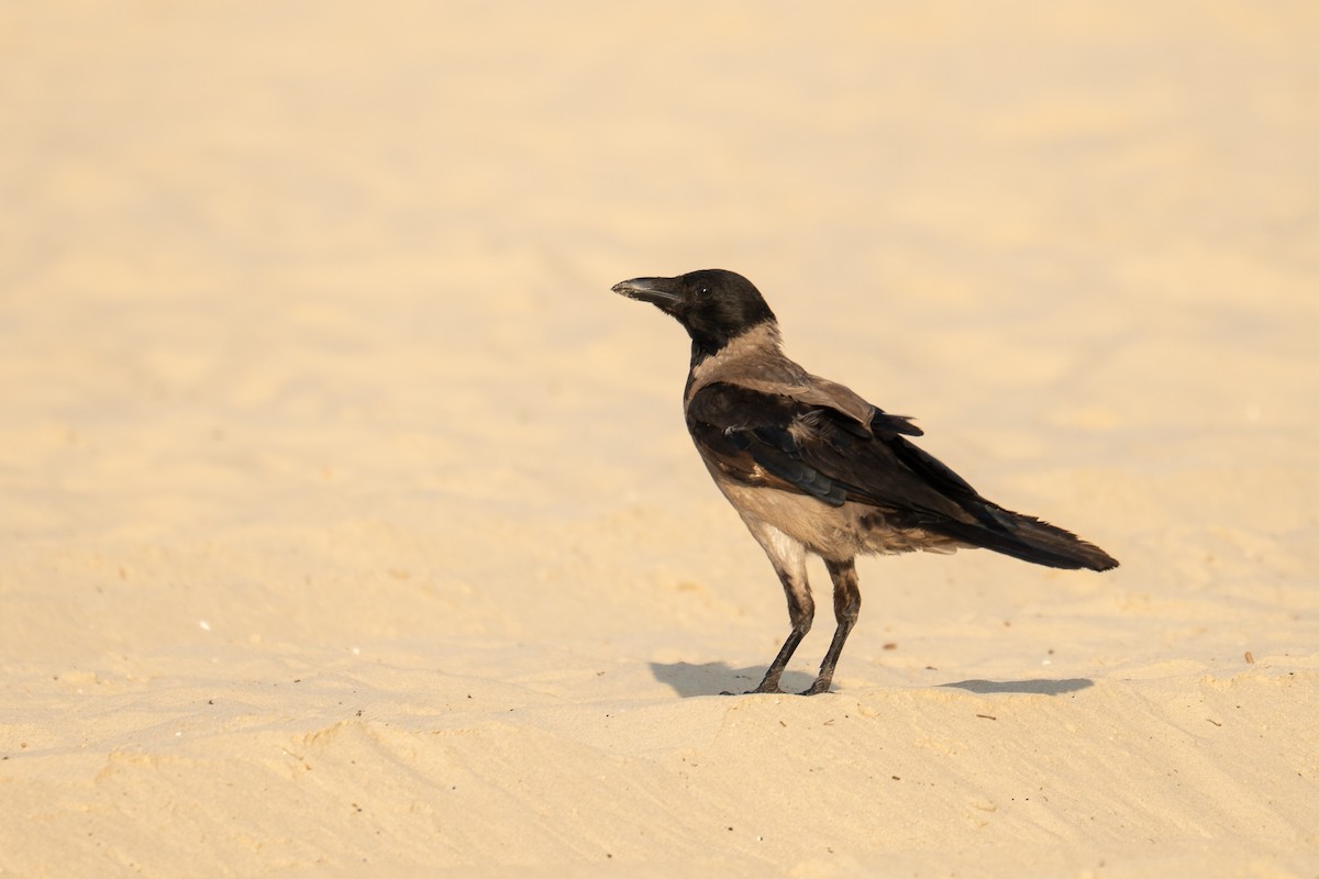 Hooded Crow - ML591463451