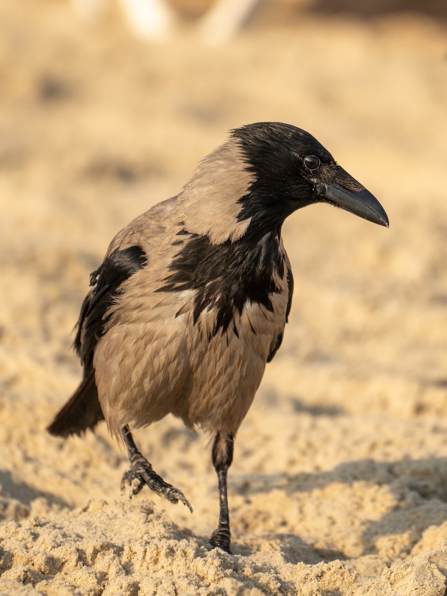 Hooded Crow - ML591463471