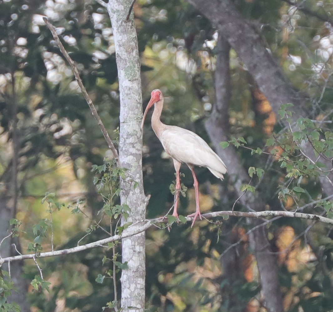 White Ibis - ML591464881