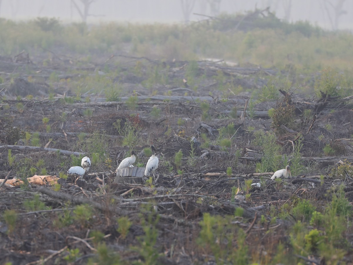 Wood Stork - Laurel Barnhill